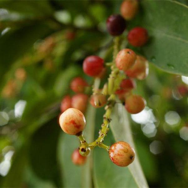 Egrow 50 unidades (100 unidades)/paquete de semillas de Schisandra, parra china de magnolia, semilla de árbol frutal comestible de jardín, plantas para hacer uno mismo