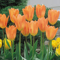 Semillas de tulipán de color raro para bonsái #14