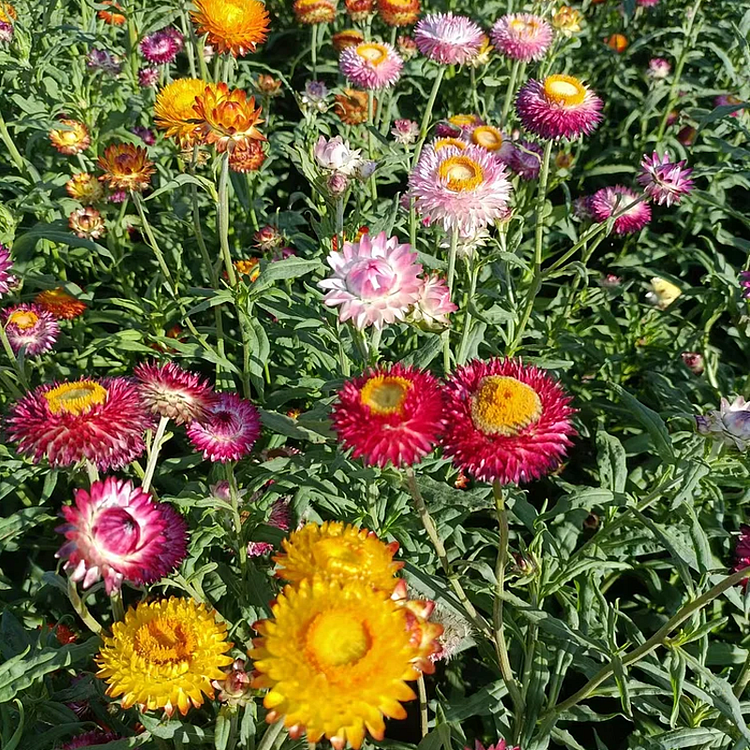 Semillas de Siempreviva Australiana Xerochrysum Bracteatum