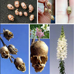 Semillas de mezcla personalizada de boca de dragón Skull Flower