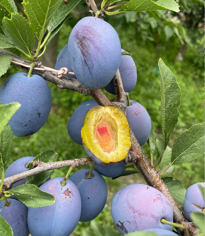 Blue Honey Prune Seeds