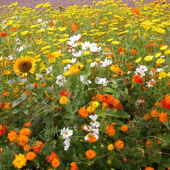 Mezcla Atardecer - Mezcla de Semillas de Flores Naranja, Amarillas y Blancas