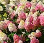 Semillas de flores de hortensia paniculata 💞 Semillas de flores para jardín en casa