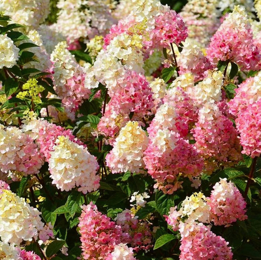 Semillas de flores de hortensia paniculata 💞 Semillas de flores para jardín en casa