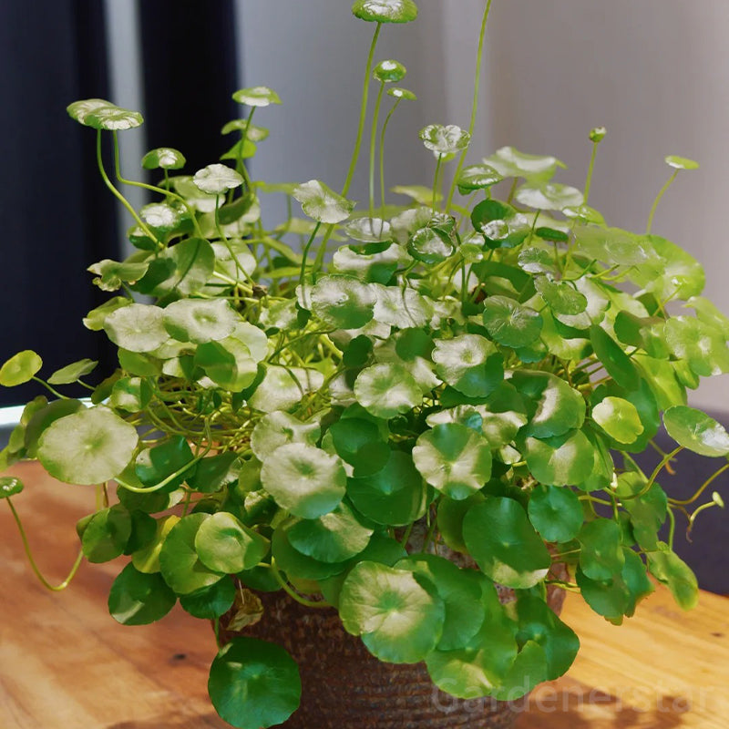 🍀Semillas de Hydrocotyle Vulgaris - Hierba de la moneda de cobre