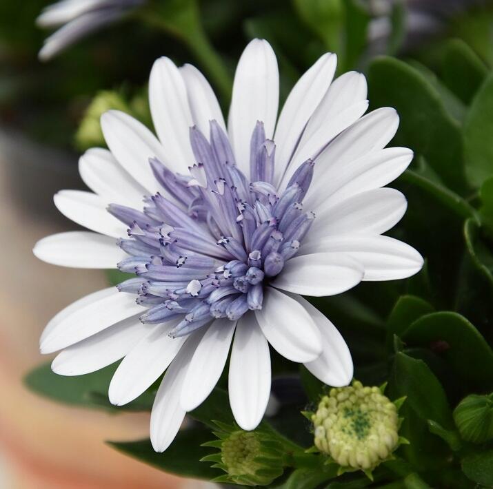 Semillas de caléndula 'Sky Blue Misty Rain'