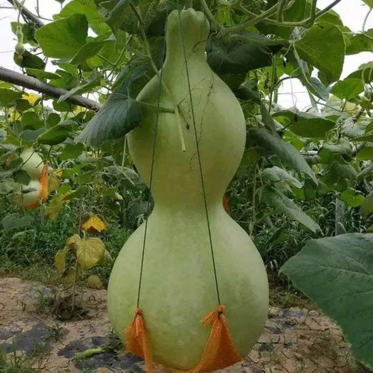Semillas de calabaza gigante