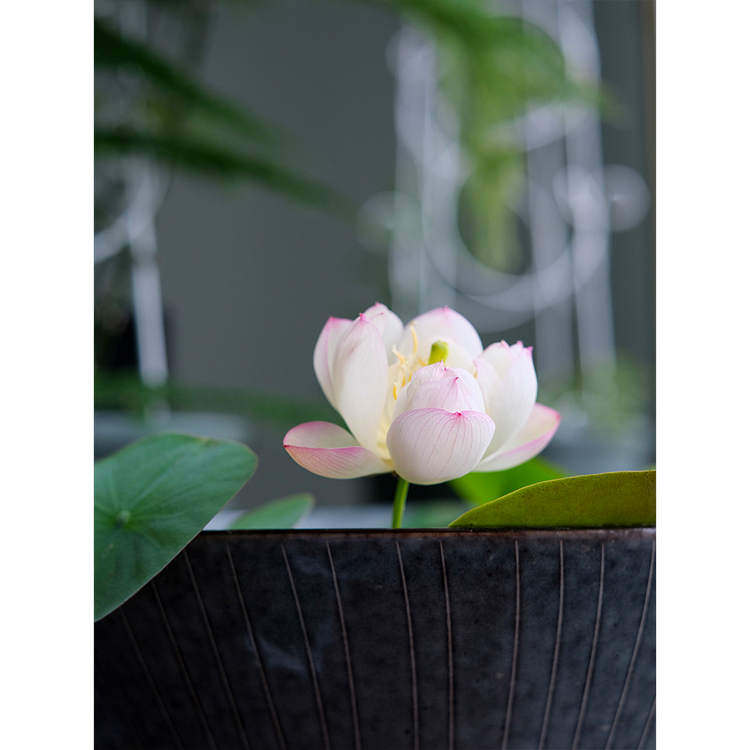 Loto de cuenco: Abrazando el Zen a través de sus flores