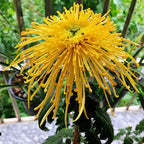 Semillas raras de crisantemo dorado - Flor de la longevidad💞