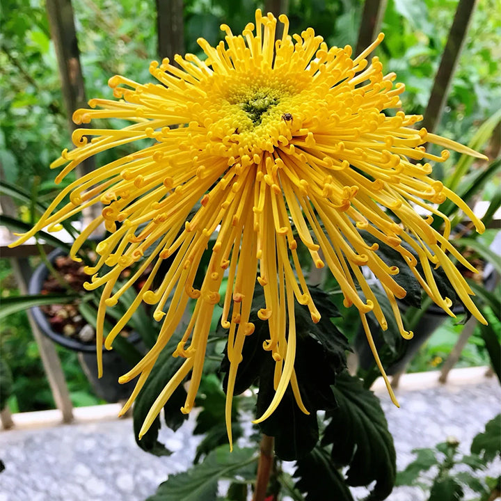 Semillas raras de crisantemo dorado - Flor de la longevidad💞