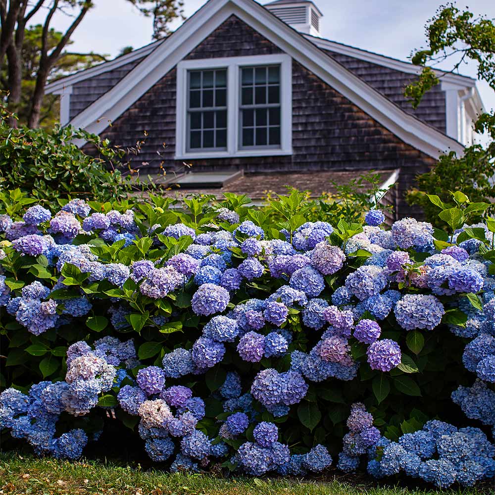 🌸Hortensia: La Belleza Atemporal de Cada Jardín ✨