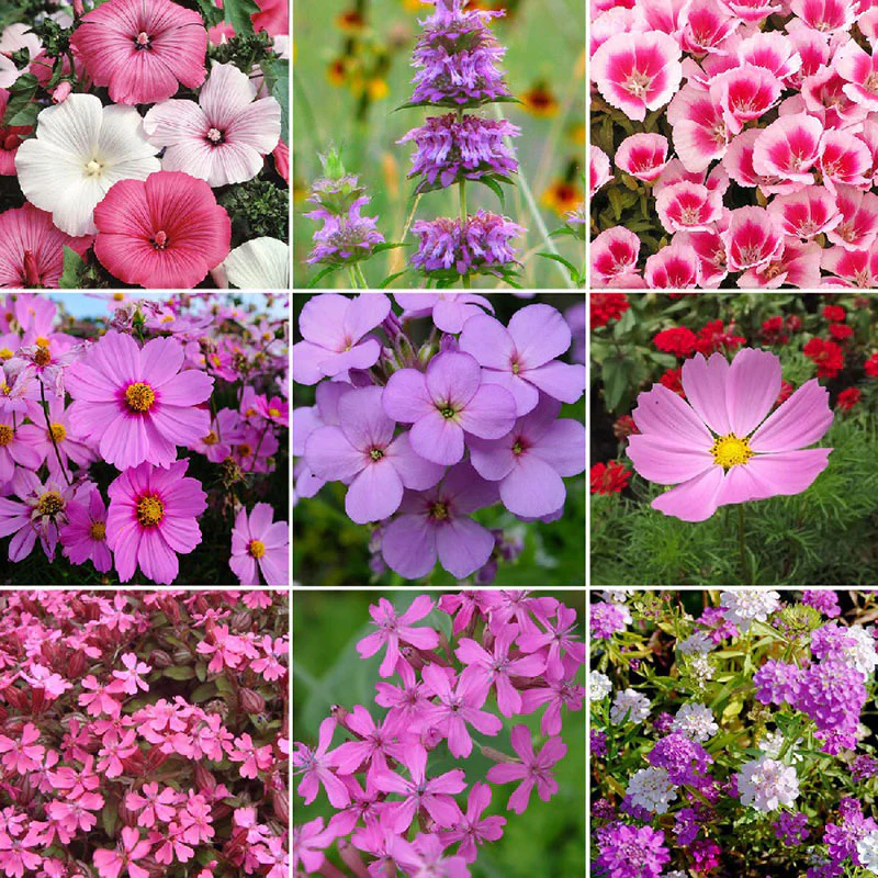 Mezcla de semillas de flores Royal Meadow