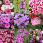 Mezcla de semillas de flores Royal Meadow