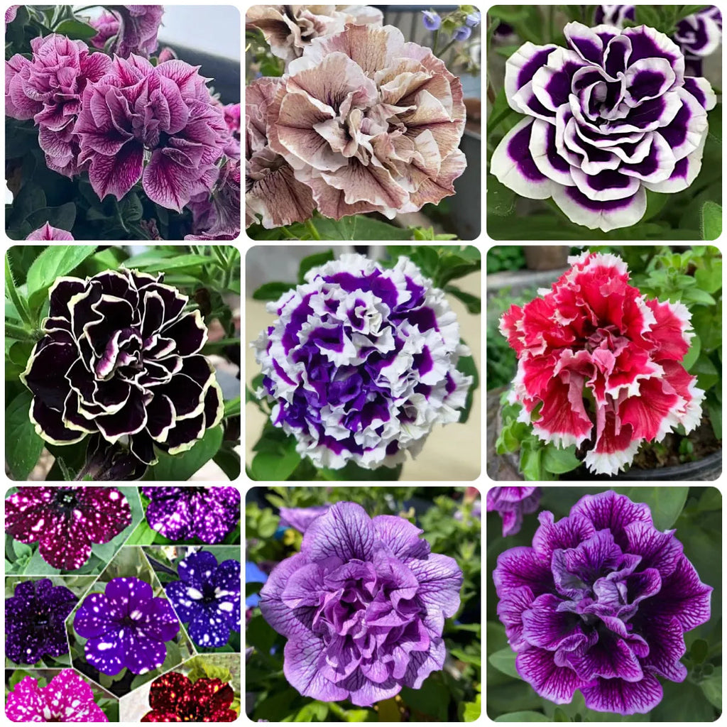 🌸Semillas de petunia doble raras