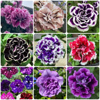 🌸Semillas de petunia doble raras