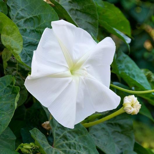 SEMILLAS DE IPOMEA BLANCA