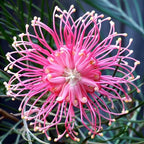 FLOR DE ARAÑA ROSA - GREVILLEA SP. - SEMILLAS DE 'PLANTAS' RARAS