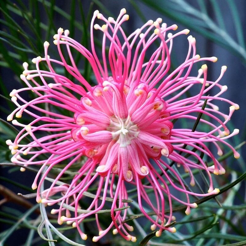 FLOR DE ARAÑA ROSA - GREVILLEA SP. - SEMILLAS DE 'PLANTAS' RARAS