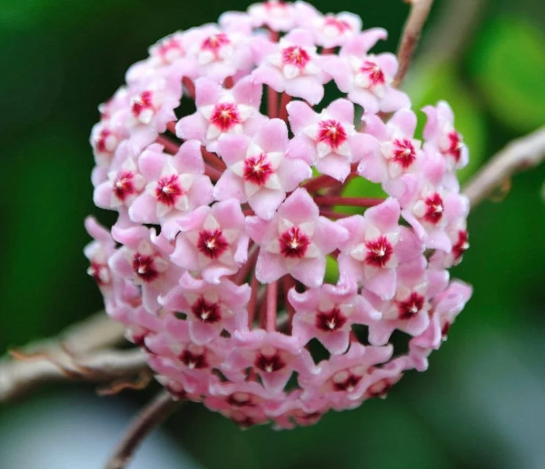 ⭐️Semillas de flores Hoya Carnosa | Bola de flores en forma de estrella