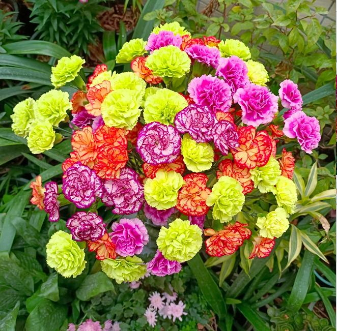Semillas de Clavel Multicolor