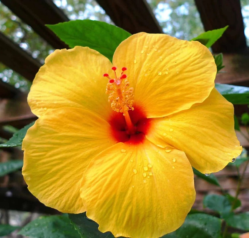 Raras Semillas de Hibisco Amarillo "Yellow Rainbow"