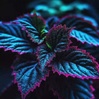 Rare Blue, Purple, and Green Coleus Seeds