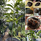 Black Sapote Seeds