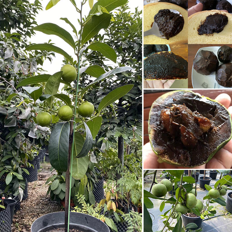 Semillas de Zapote Negro