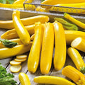 Banana Zucchini Seeds