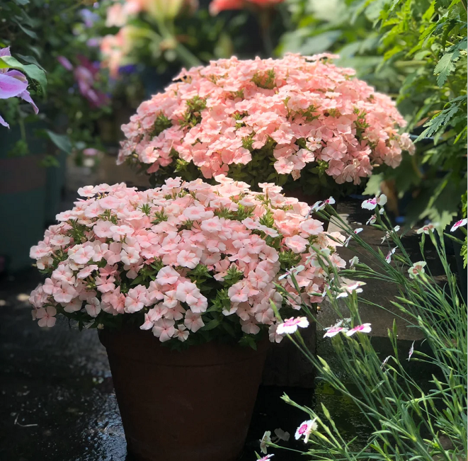 💐Semillas de Verbena de Jardín