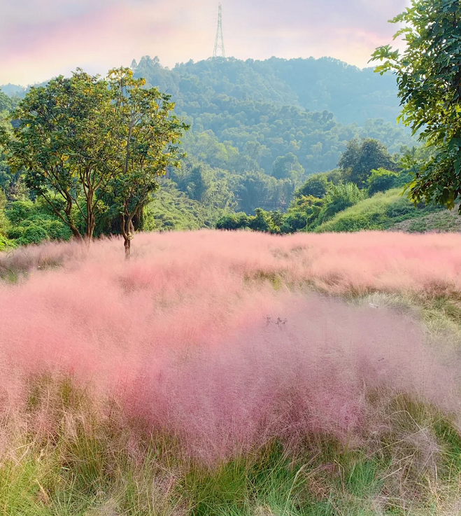 Semillas de pasto muhly rosa