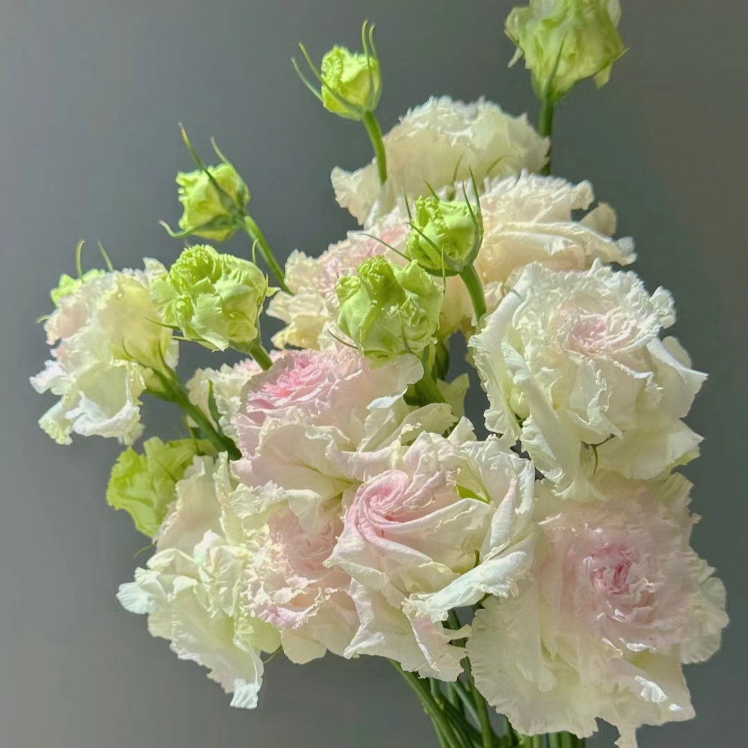 Eustoma-Rizos de Helado-Elegancia Graciosa en Cada Pétalo