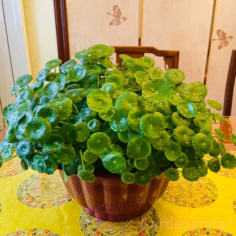 🍀Semillas de Hydrocotyle Vulgaris - Hierba de la moneda de cobre