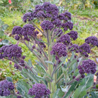 🥦Semillas raras de broccolini