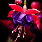 Fuchsia Flowers Seeds Lantern Flower, Bonsai Flower Seeds