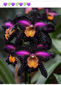 🔥[Limited Time Sale]🌺Iris Bulbs - Rare Species(#23)
