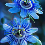 🌹 Pasionaria azul (Passiflora caerulea)