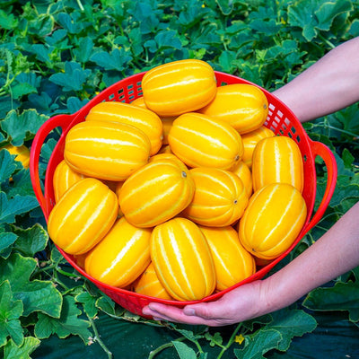 Semillas de melón dorado