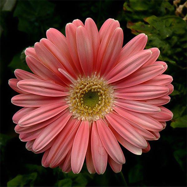 Semillas de gerbera rosa melocotón, girasol