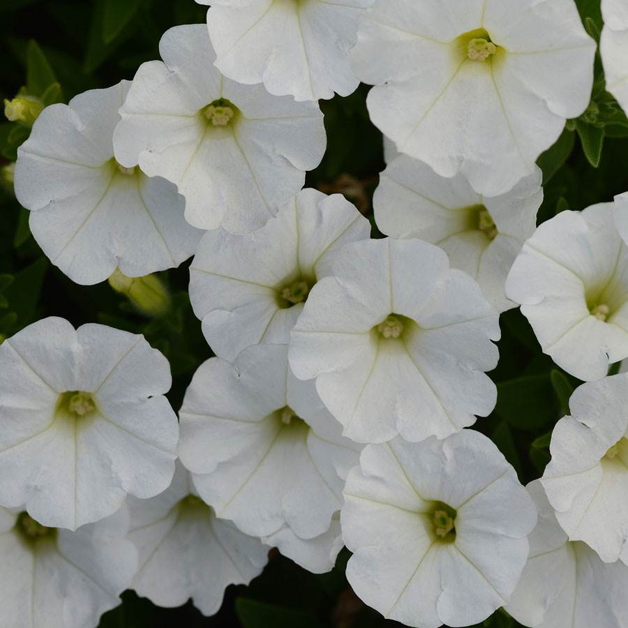Semillas de Petunia Blanca Shock Wave