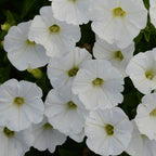 Semillas de Petunia Blanca Shock Wave