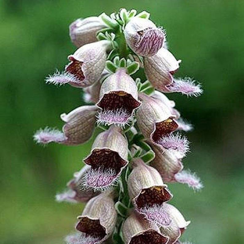 DIGITAL Dedalera Zorro Óxido Semillas Amarillas Herald de Colibrí Digitalis Ferruginea