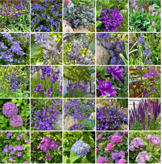 💜 Semillas de flores mezcladas azules y moradas