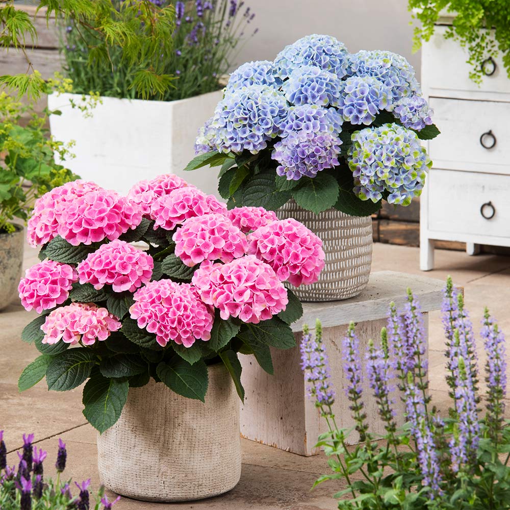 🌸Hortensia: La Belleza Atemporal de Cada Jardín ✨