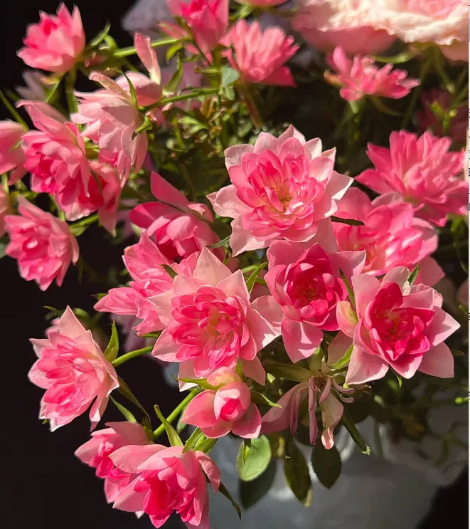 Miniatura Rosa Chinensis-Estrellas Loto Celestial🌺