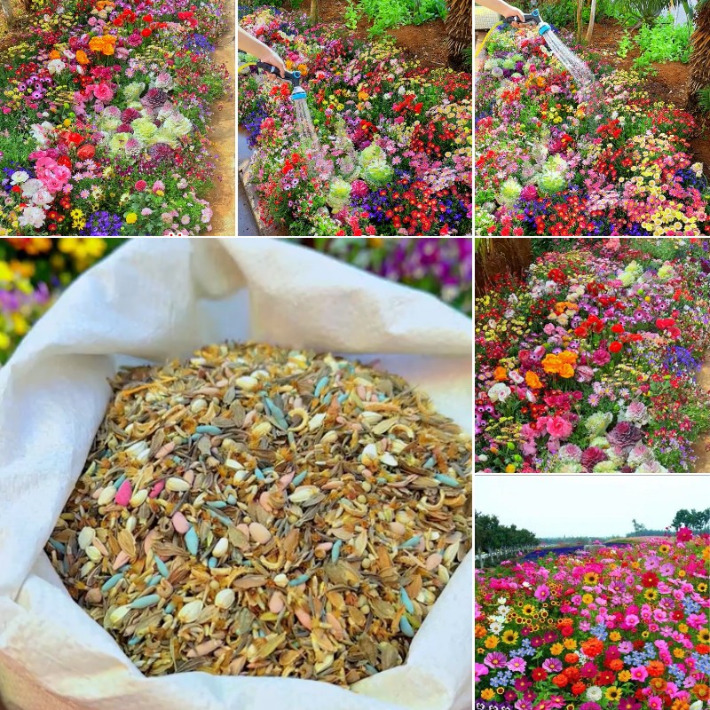 Semillas de Flores Perennes Mixtas-Más de 60 variedades mezcladas