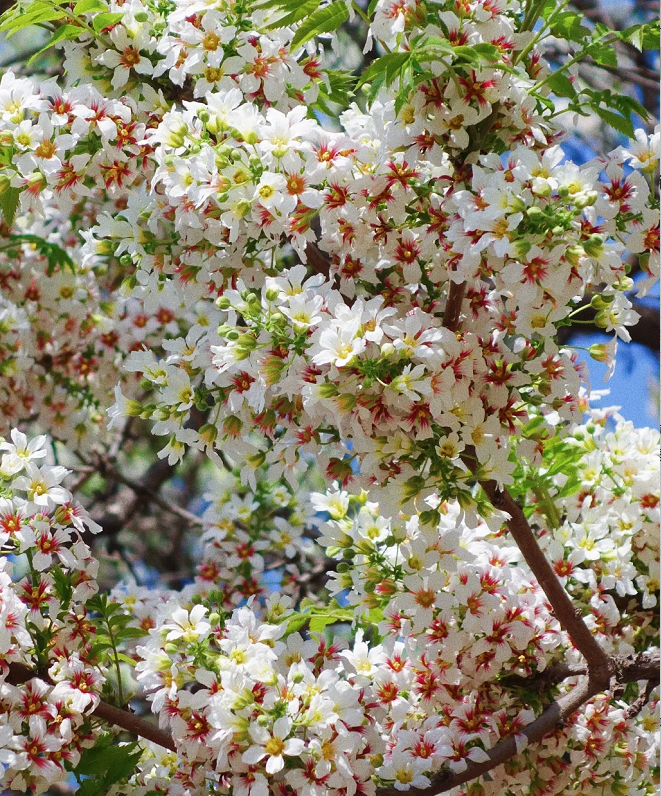 Xanthoceras Sorbifolia Flor🌺Las Flores Florecen Y La Buena Suerte Llega