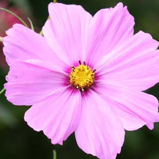 Cosmos rosa
