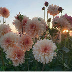 Semillas de Dalia - Símbolo de Belleza Espectacular
