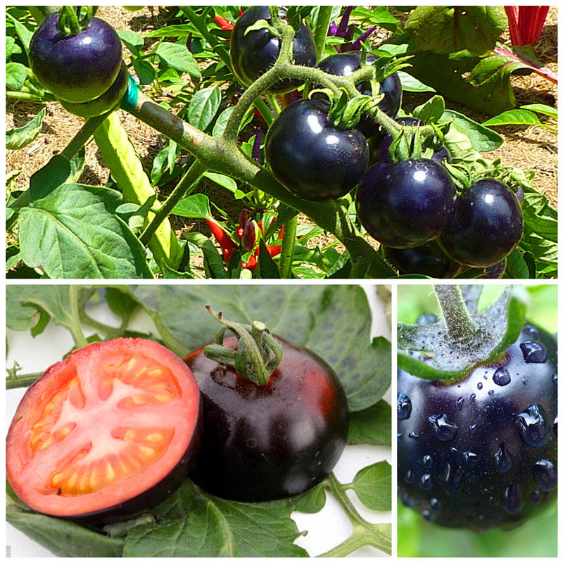 Semillas Raras de Tomate Negro